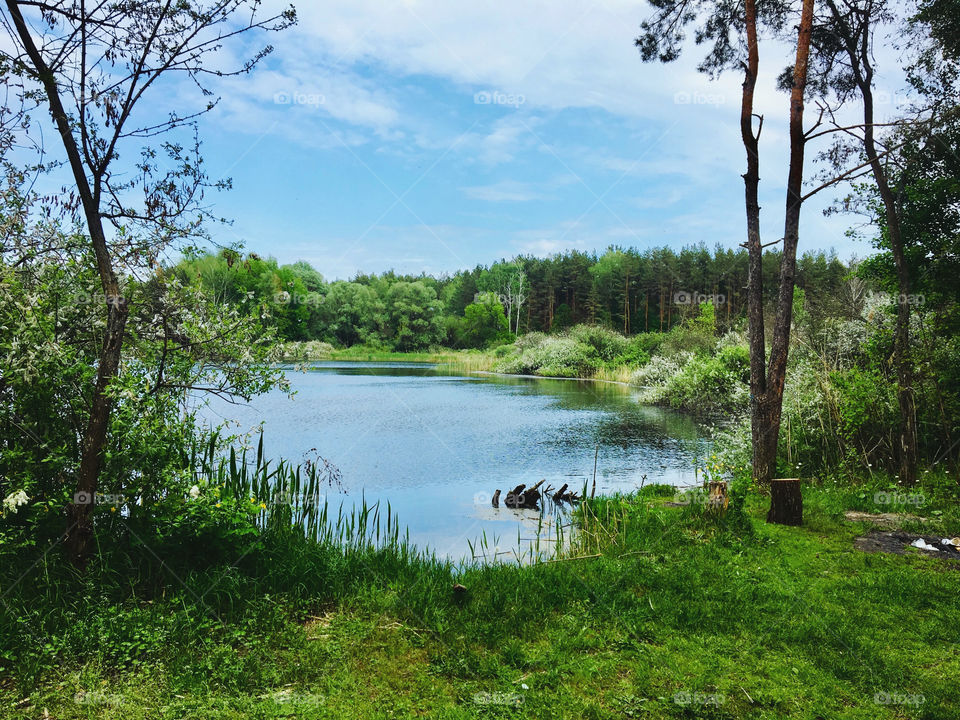 Small lake in the forest
