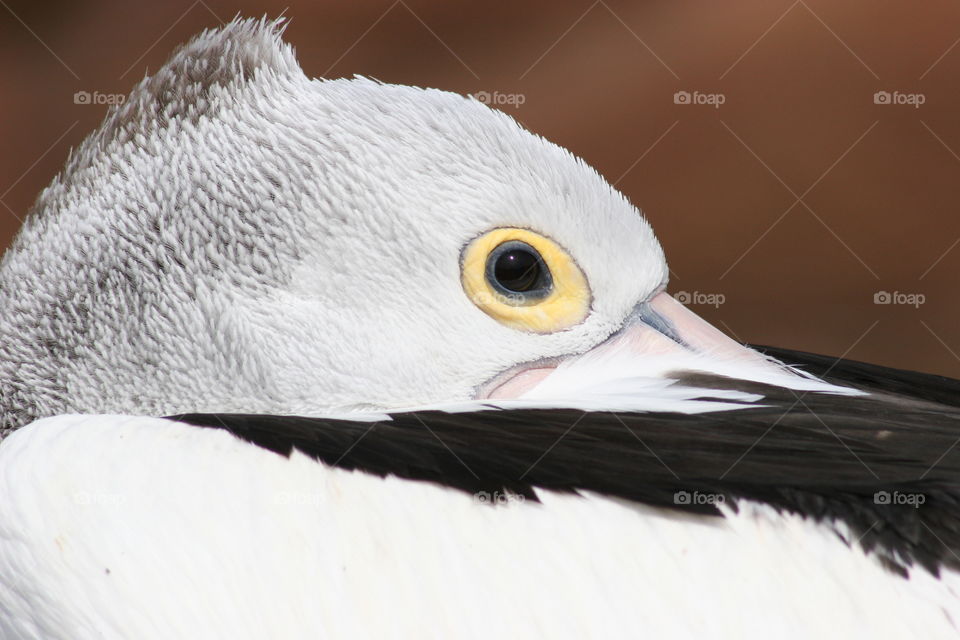 Australian Pelican close up