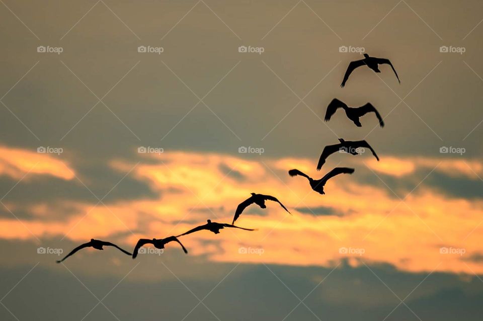 migratory birds