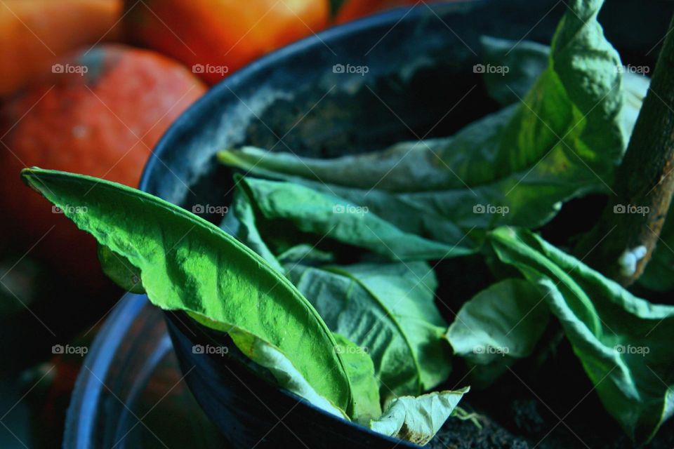 the flower in the pot has dried up and dropped its leaves