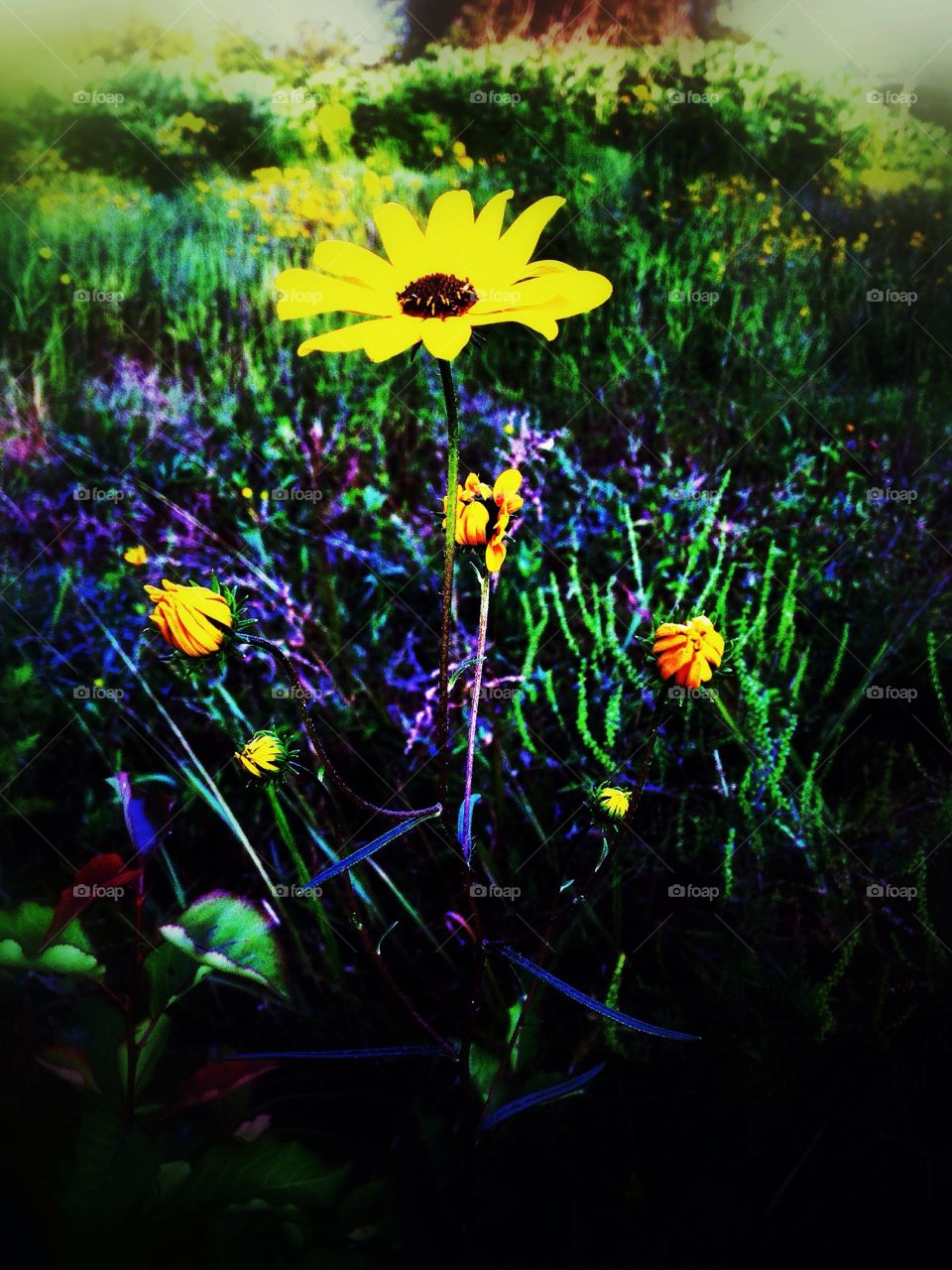 An abstract photo of wild yellow flowers in a rural Arkansas field