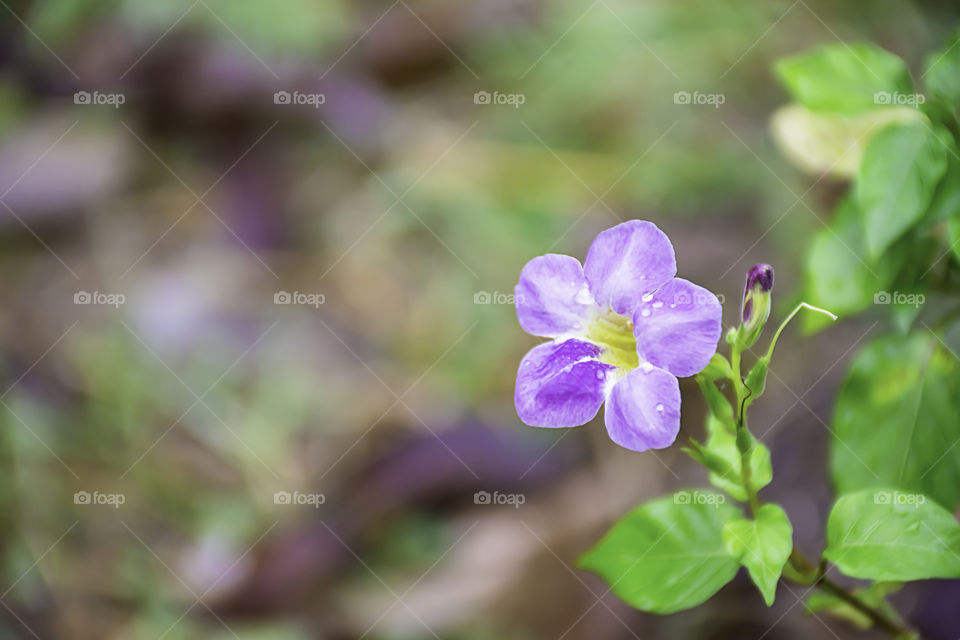 Water drops on purple flowers in the garden after a light rain.