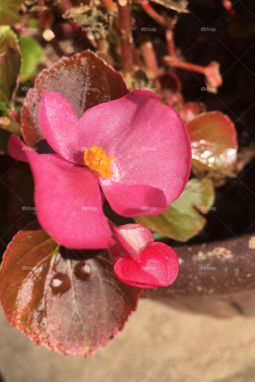 Pink Begonias 