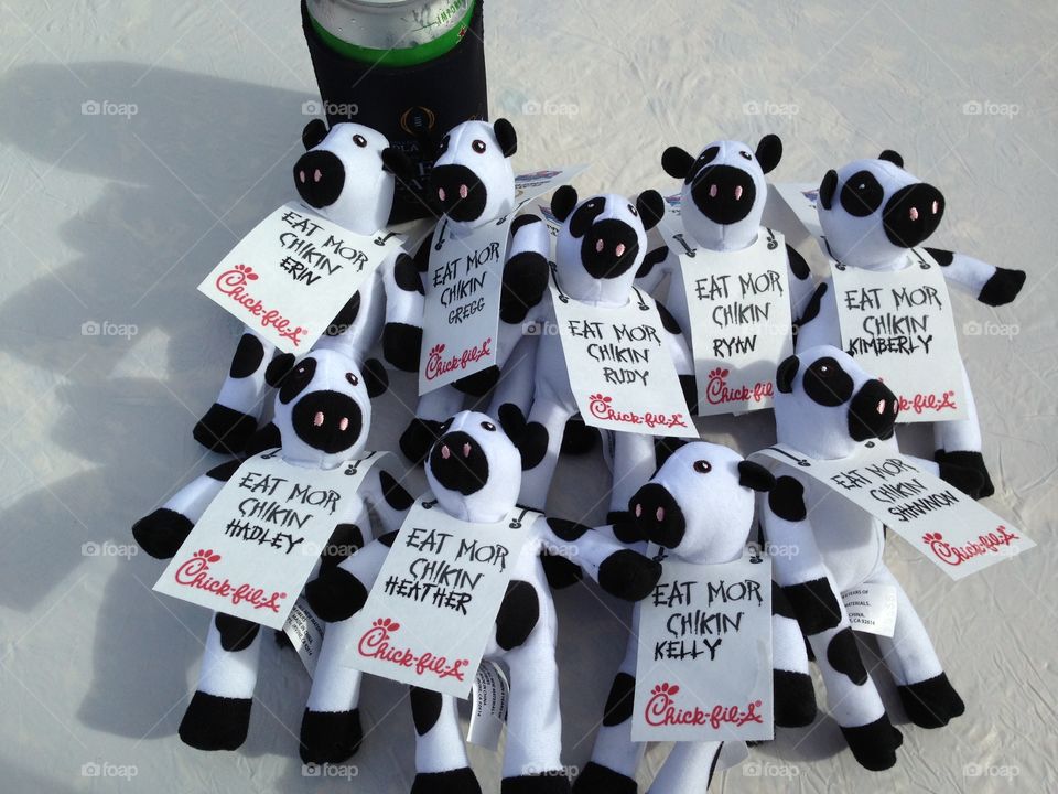 Chick Fil a Cows