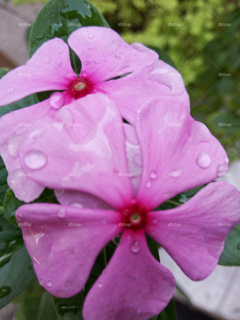 periwinkle after rainfall