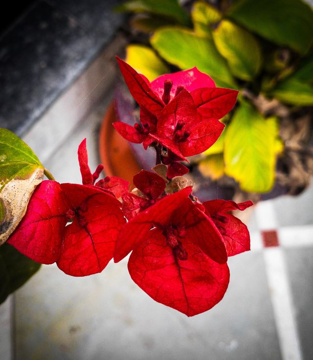 Beautiful red leaves 🍁, Perfect capture 👌