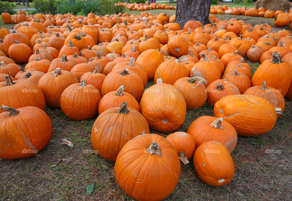 Pumpkins