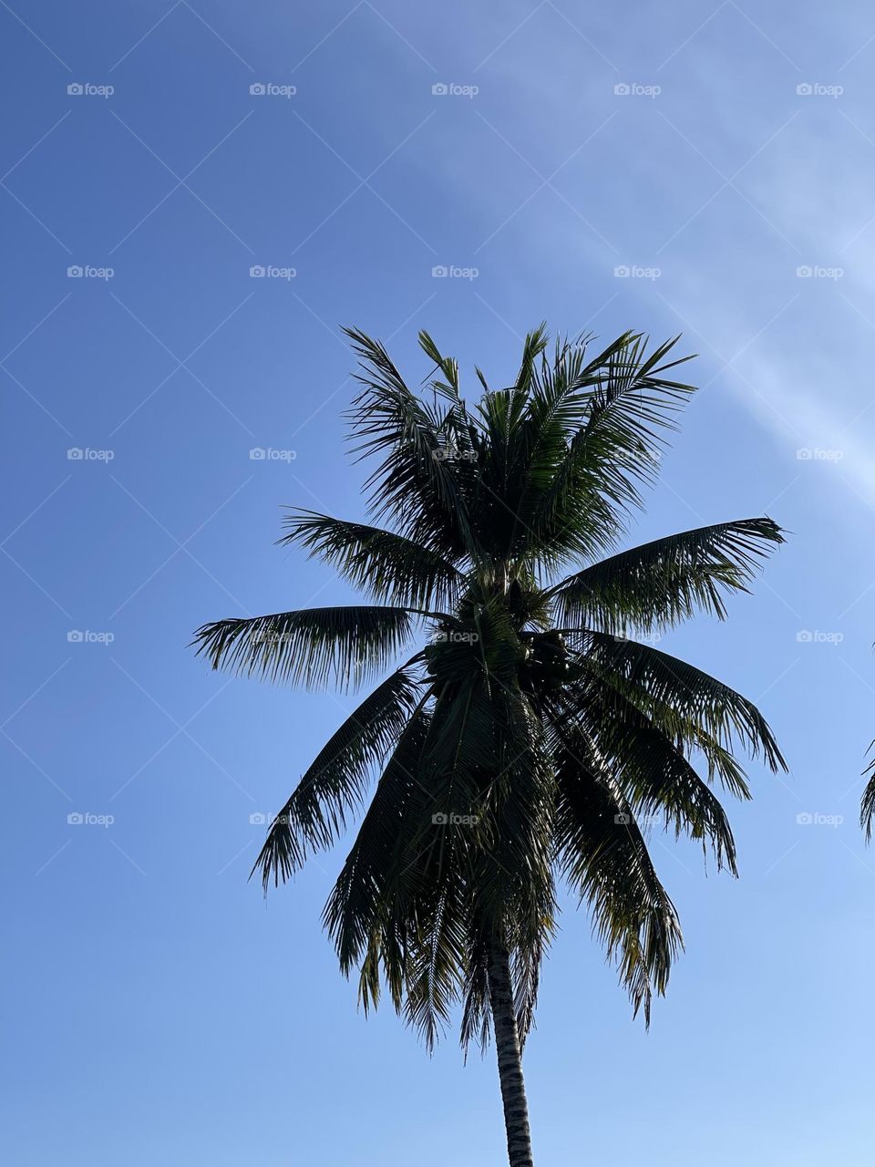 A coconut tree with blue sky background 