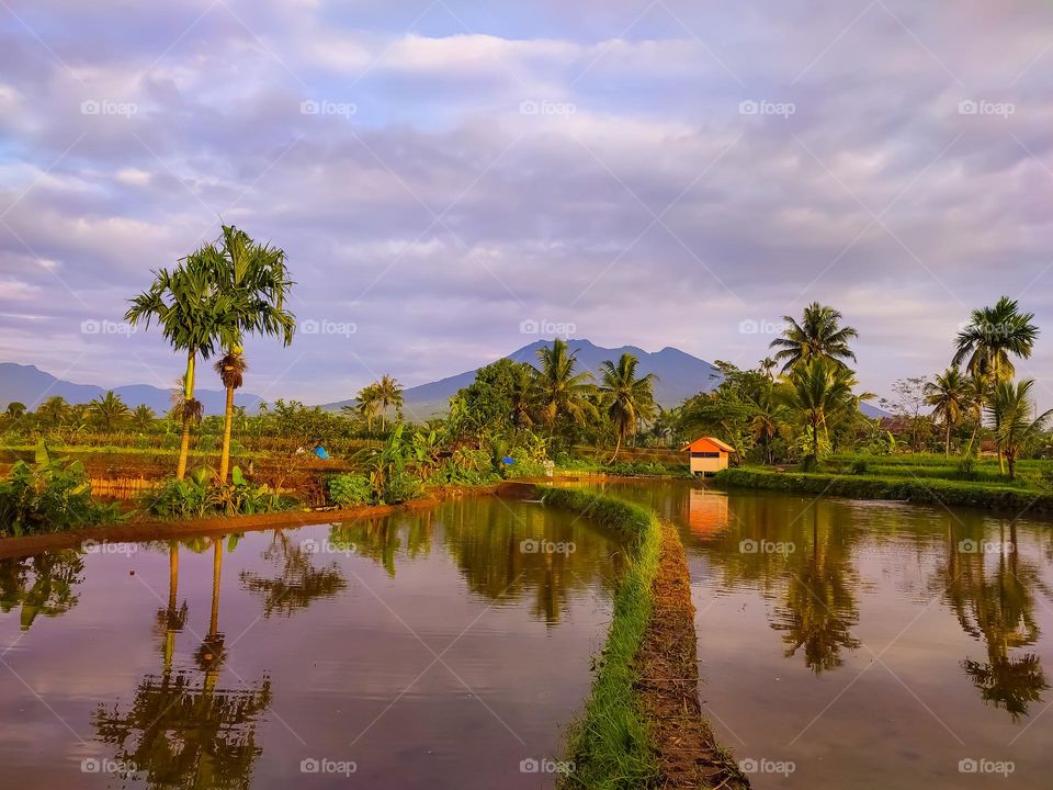 rural landscape