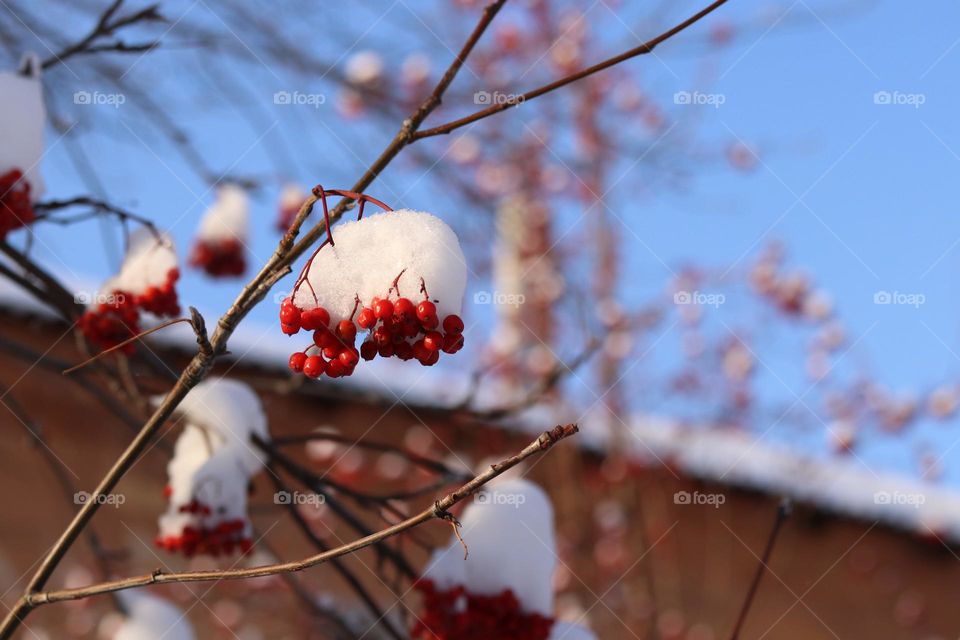 зимняя красота