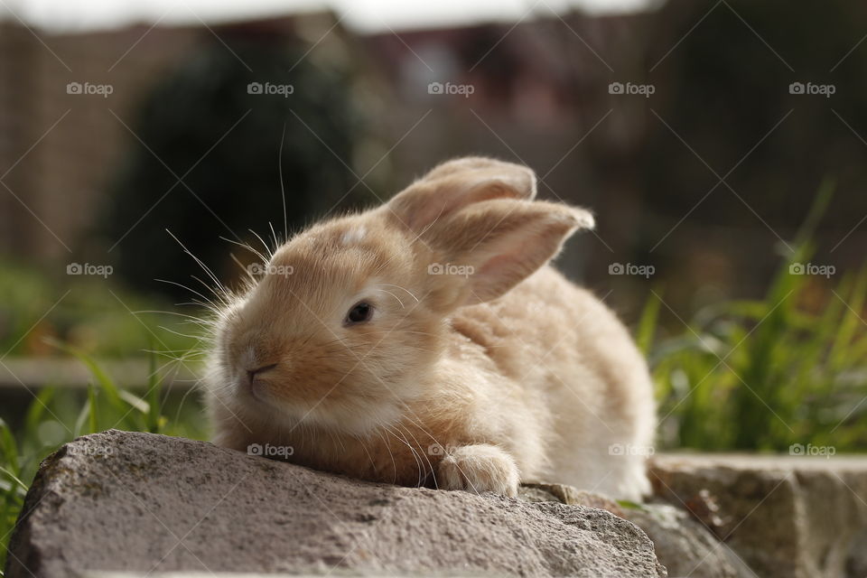 Baby rabbit sunbathing.