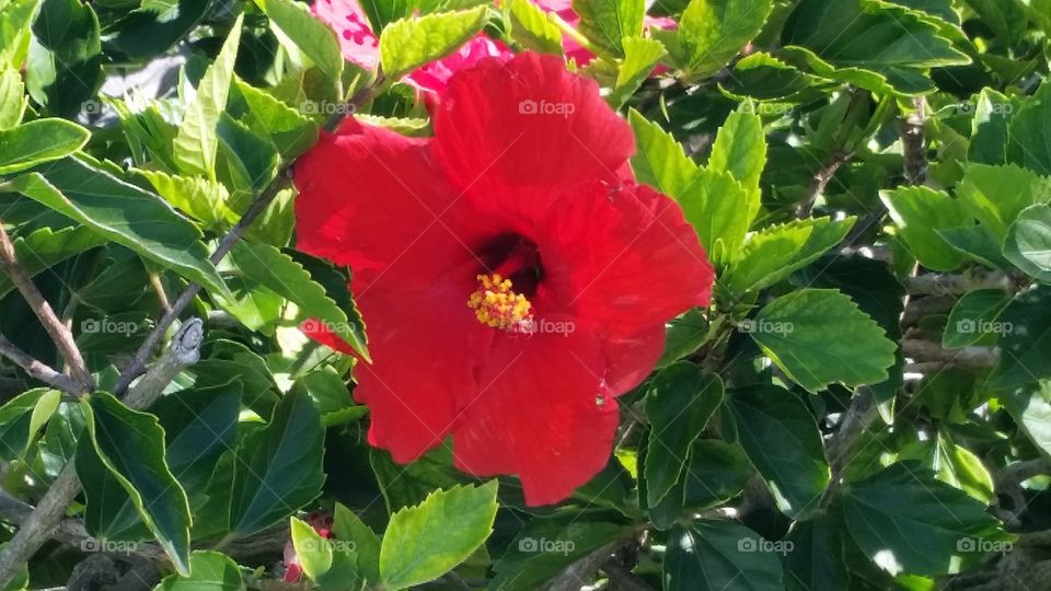 Red hibiscus