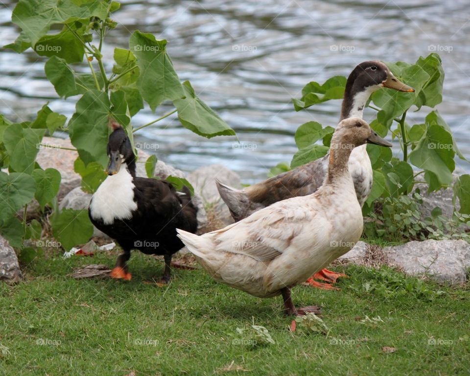 Trio of ducks 