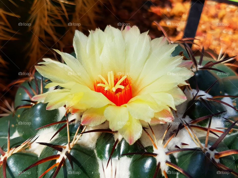 A blooming flower of cactus