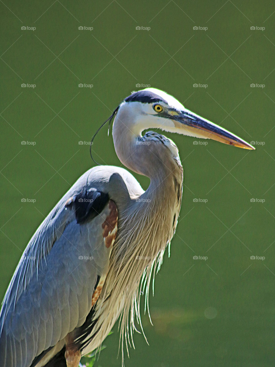 Great blue heron profile