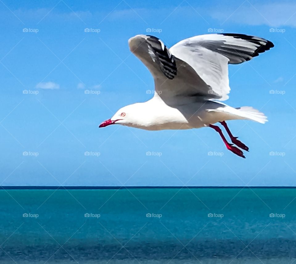 Closeup seagull in flight against indigo sky