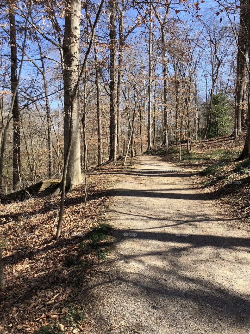 Socially distant walk in the woods