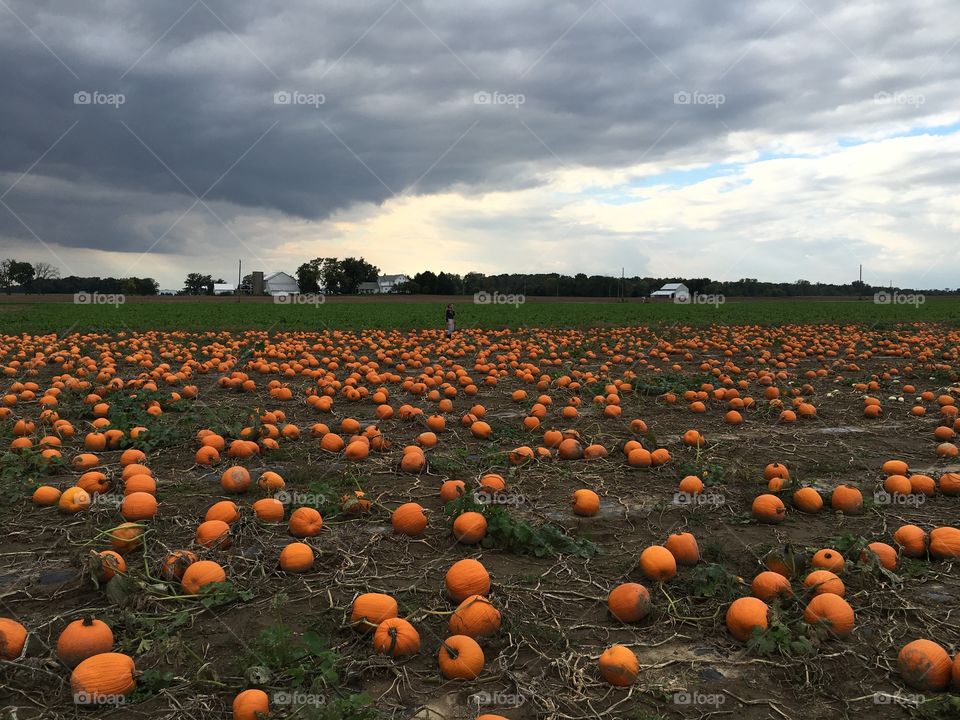 Pumpkin patch in Ohio in October 