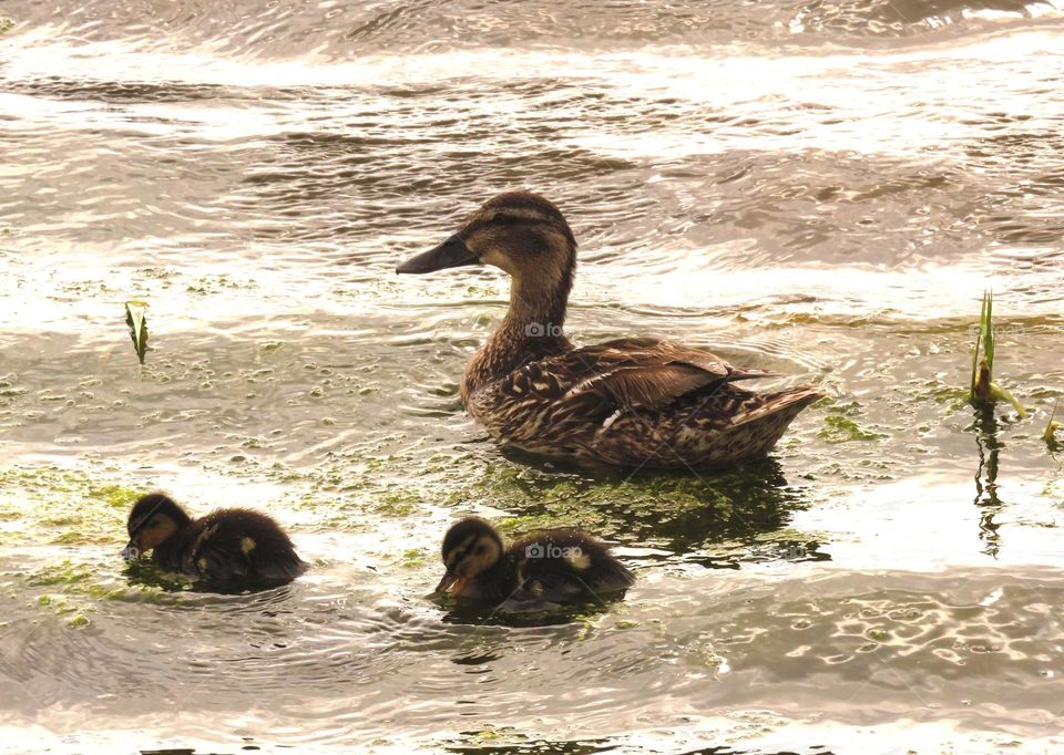 Spring ducklings