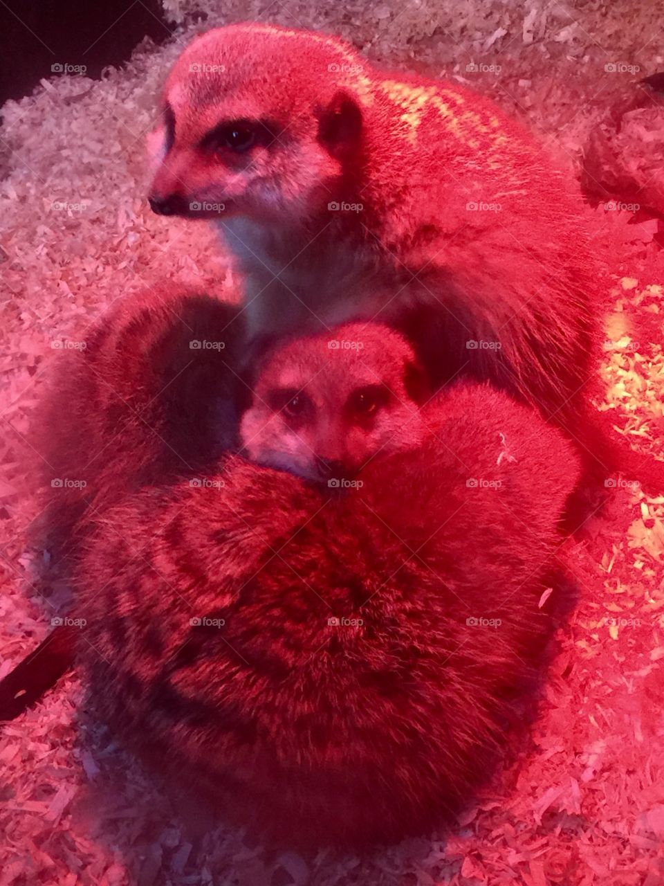  Meerkats in heat!