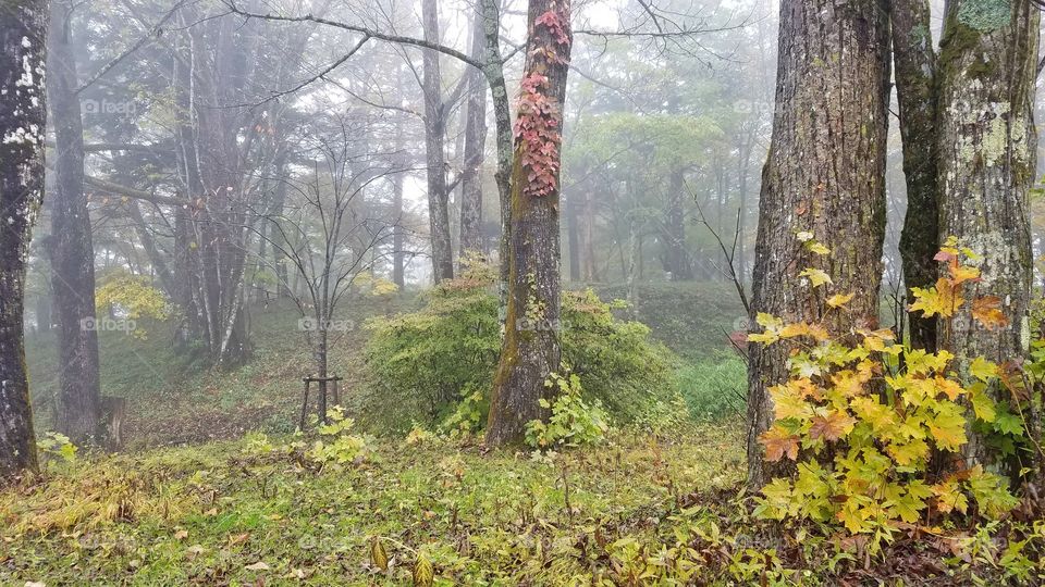 Morning foggy forest