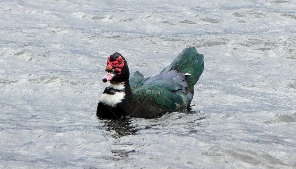 duck in winter water