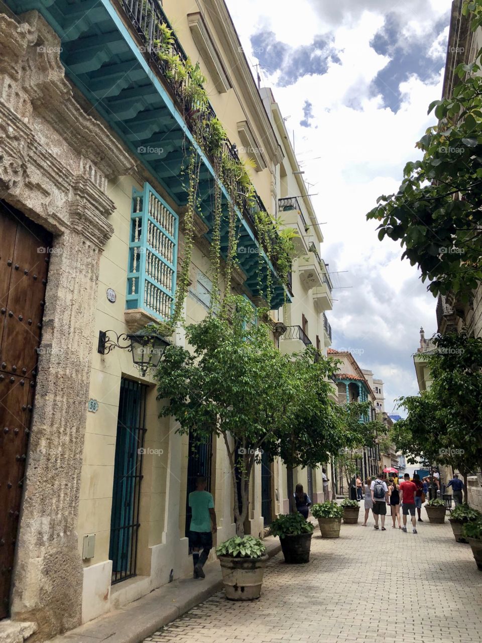 Havana Ivy and Trees on Street