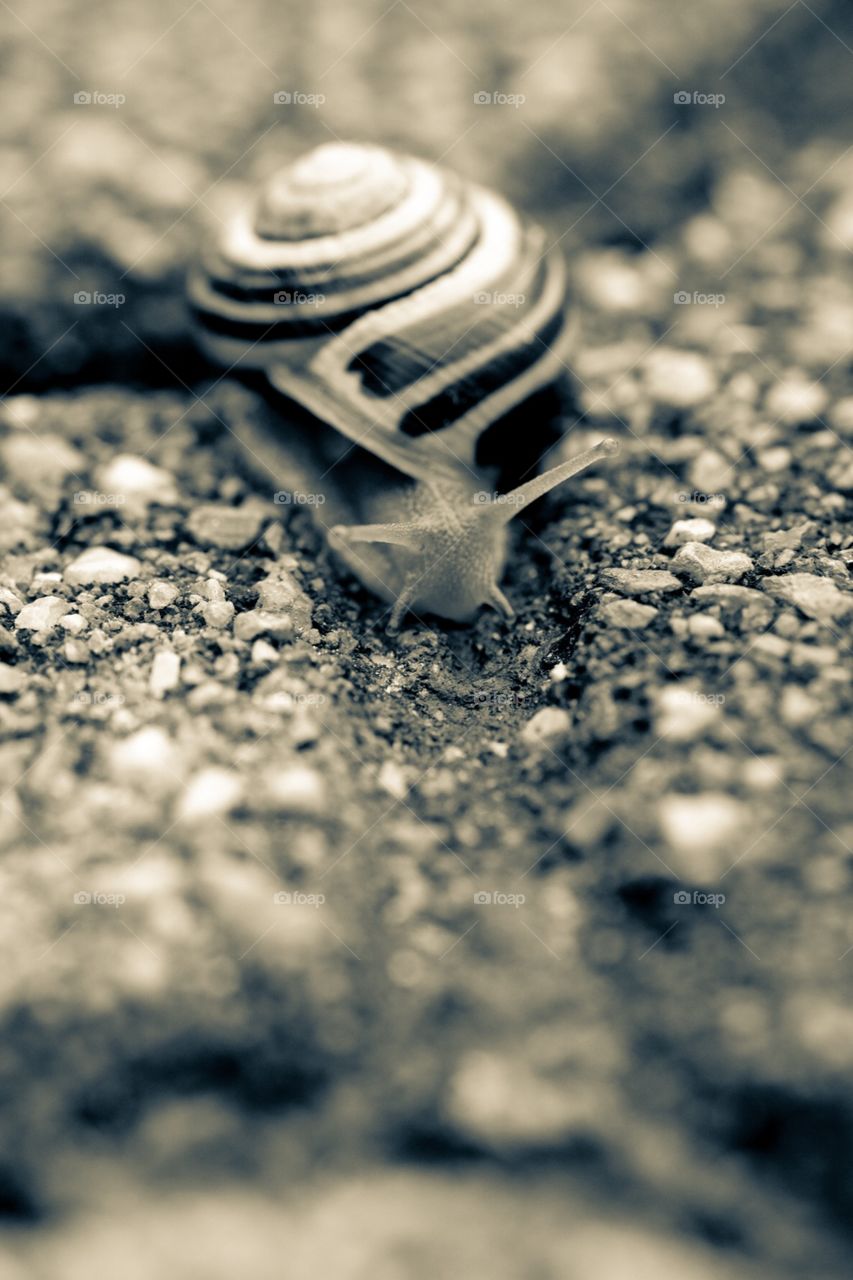Monochromatic Snail Portrait, Snail, Snail Making A Trail, Black And White Snail, Animal Photography, Snail Shell 