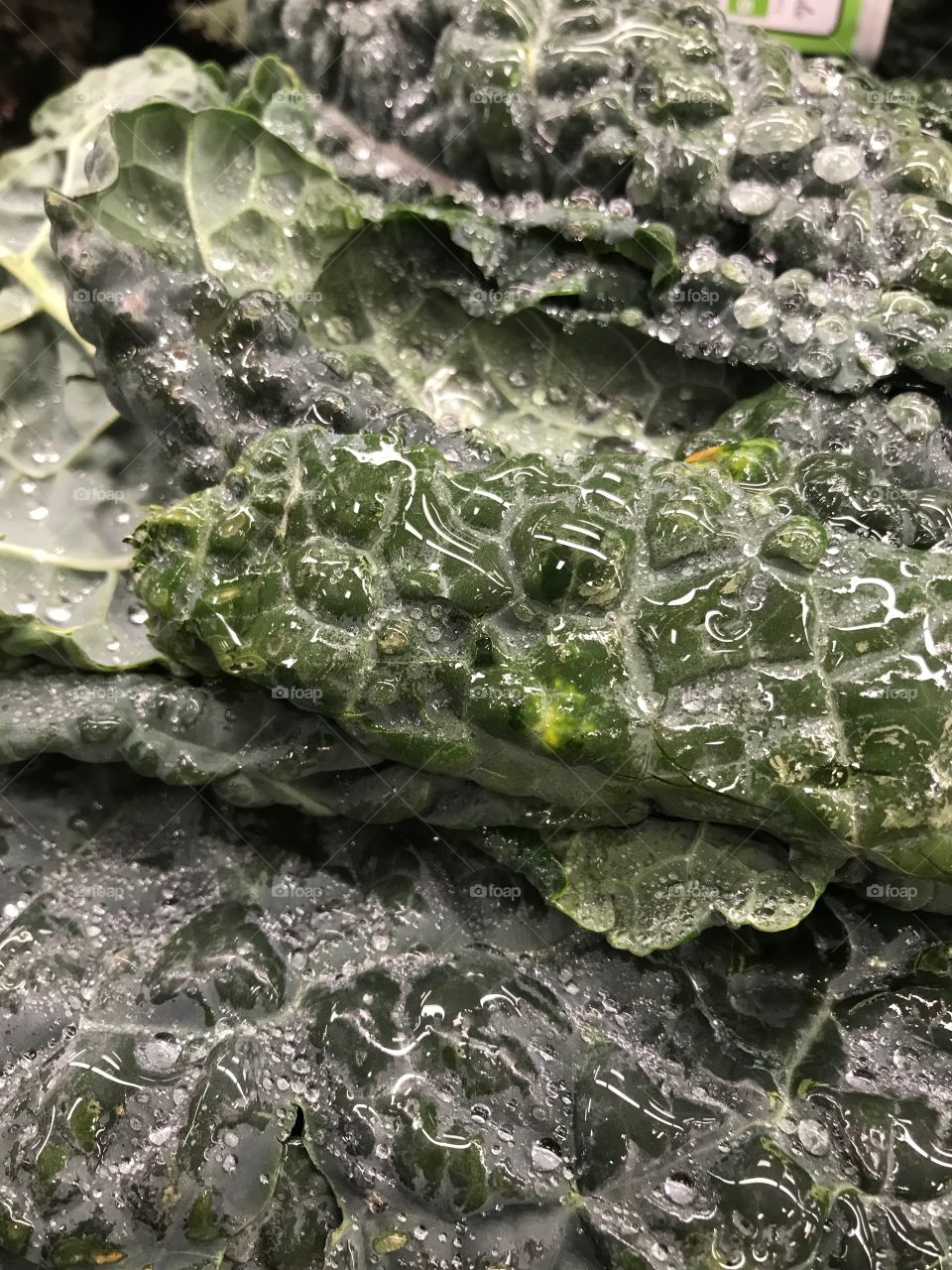 Closeup details of dark green produce leaves covered in melting frost. 