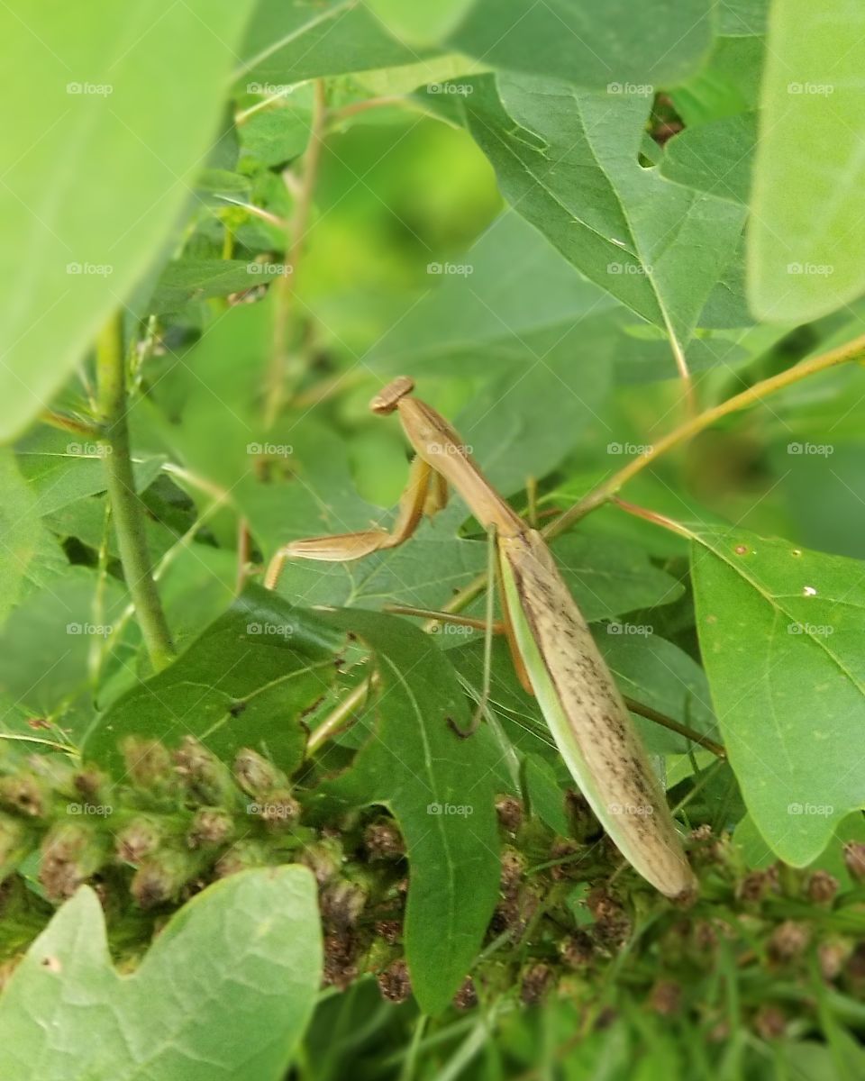 Nature's king of the insect world, the praying mantis is to insects as dolphins are to fish... Animated, interactive and conscious of it's environment. Truly majestic.