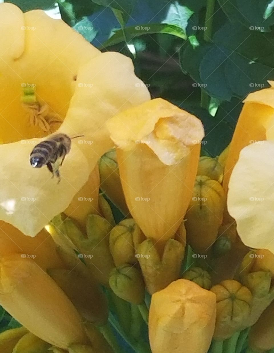 Bees love trumpet flowers