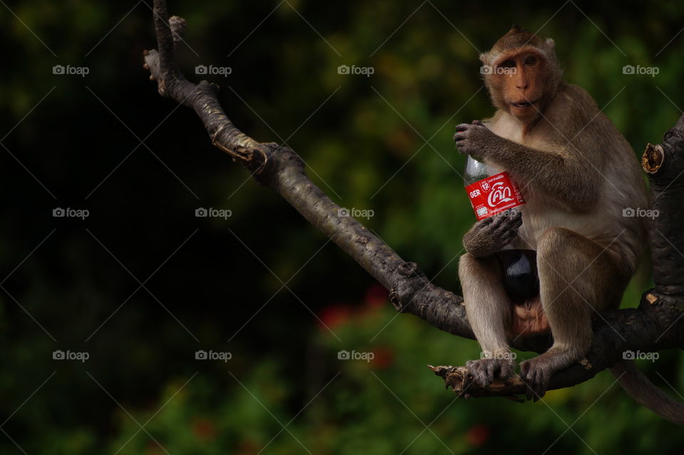 Monkey drinking coke