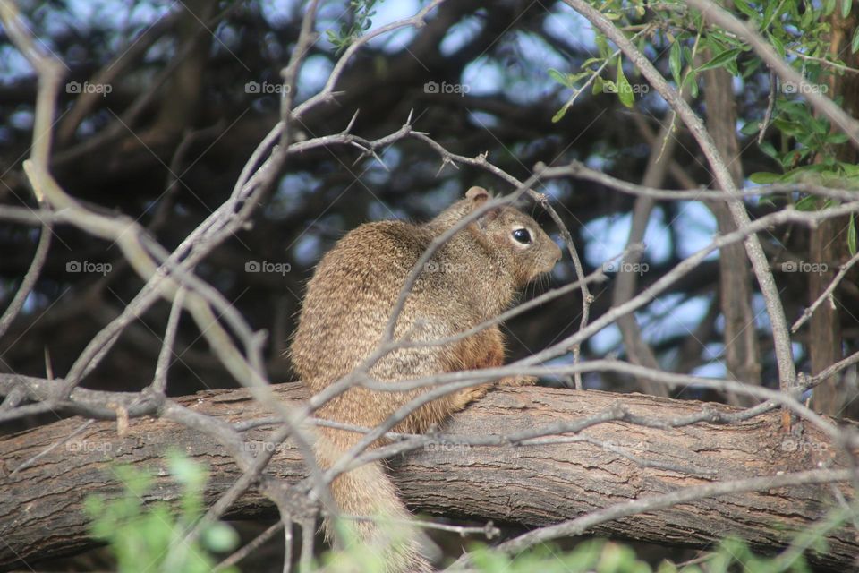 Squirrel Hiding in the Shrubbery