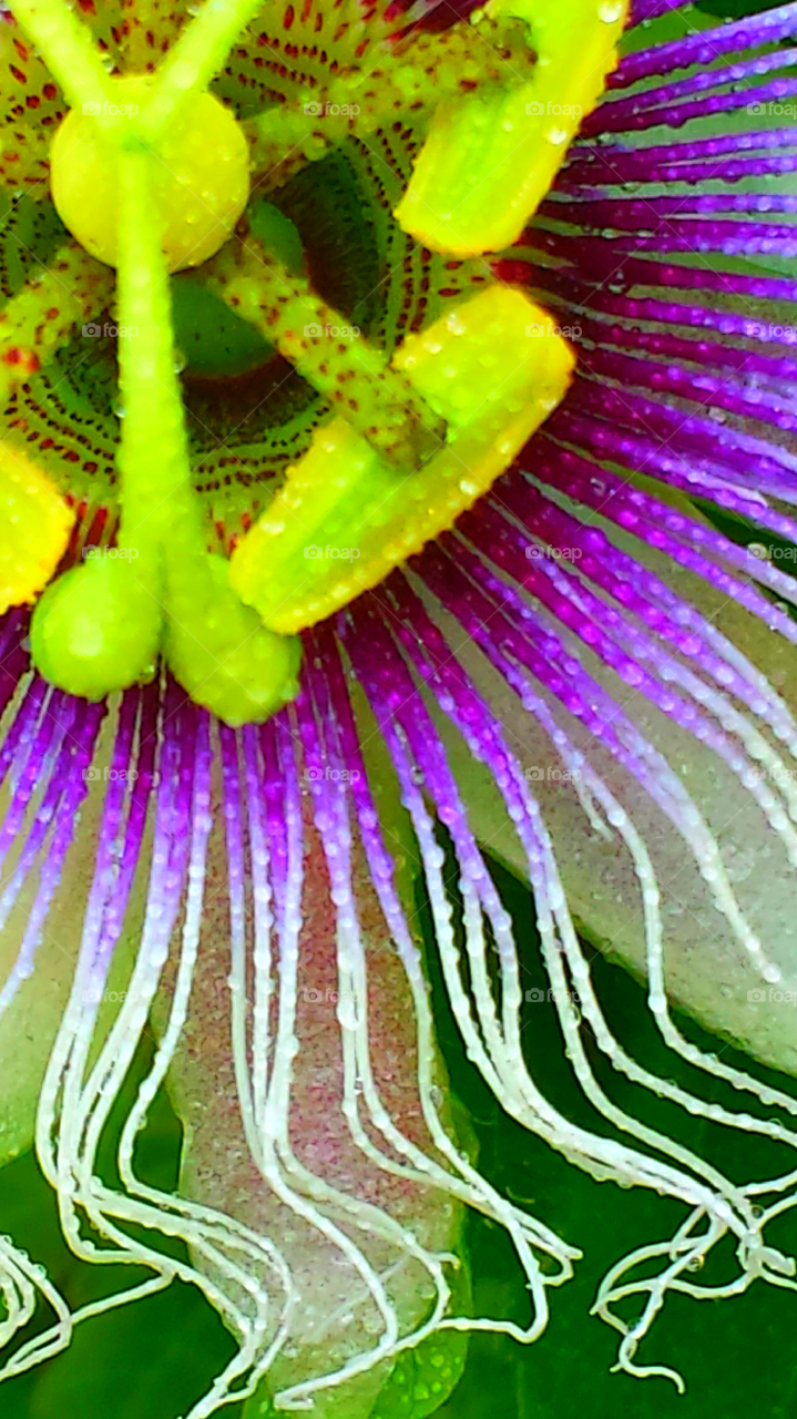 "Wet Passion Flower"