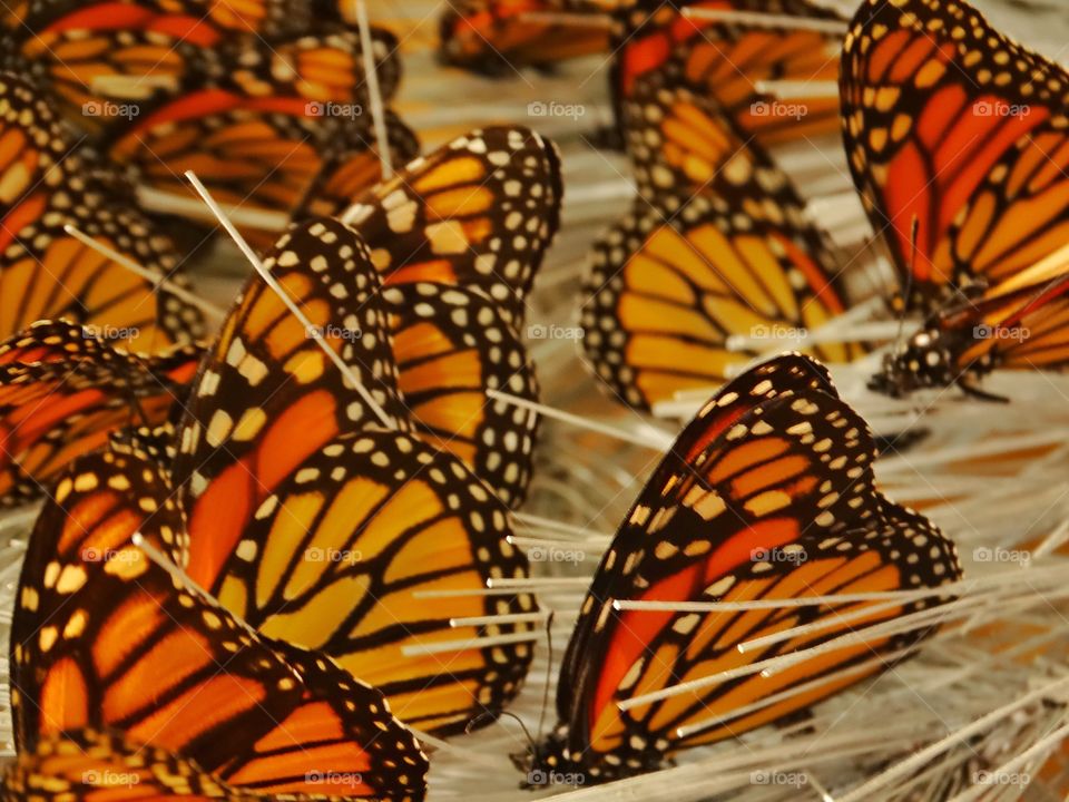 Monarch Butterflies