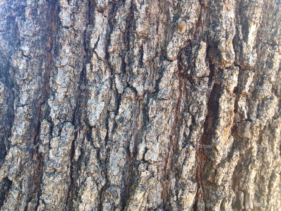 Oak Tree Bark Closeup