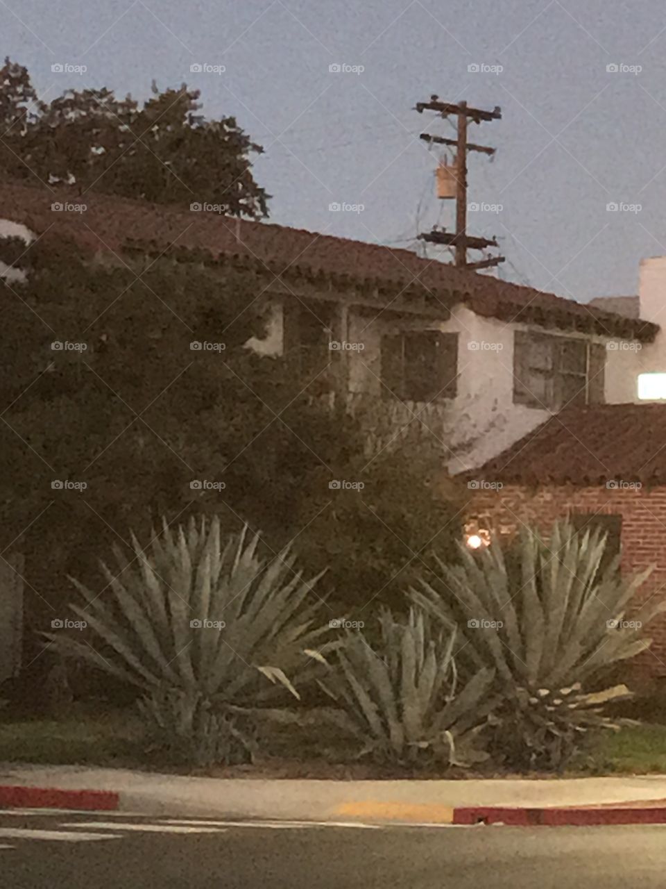 Plants and trees at the street corner.