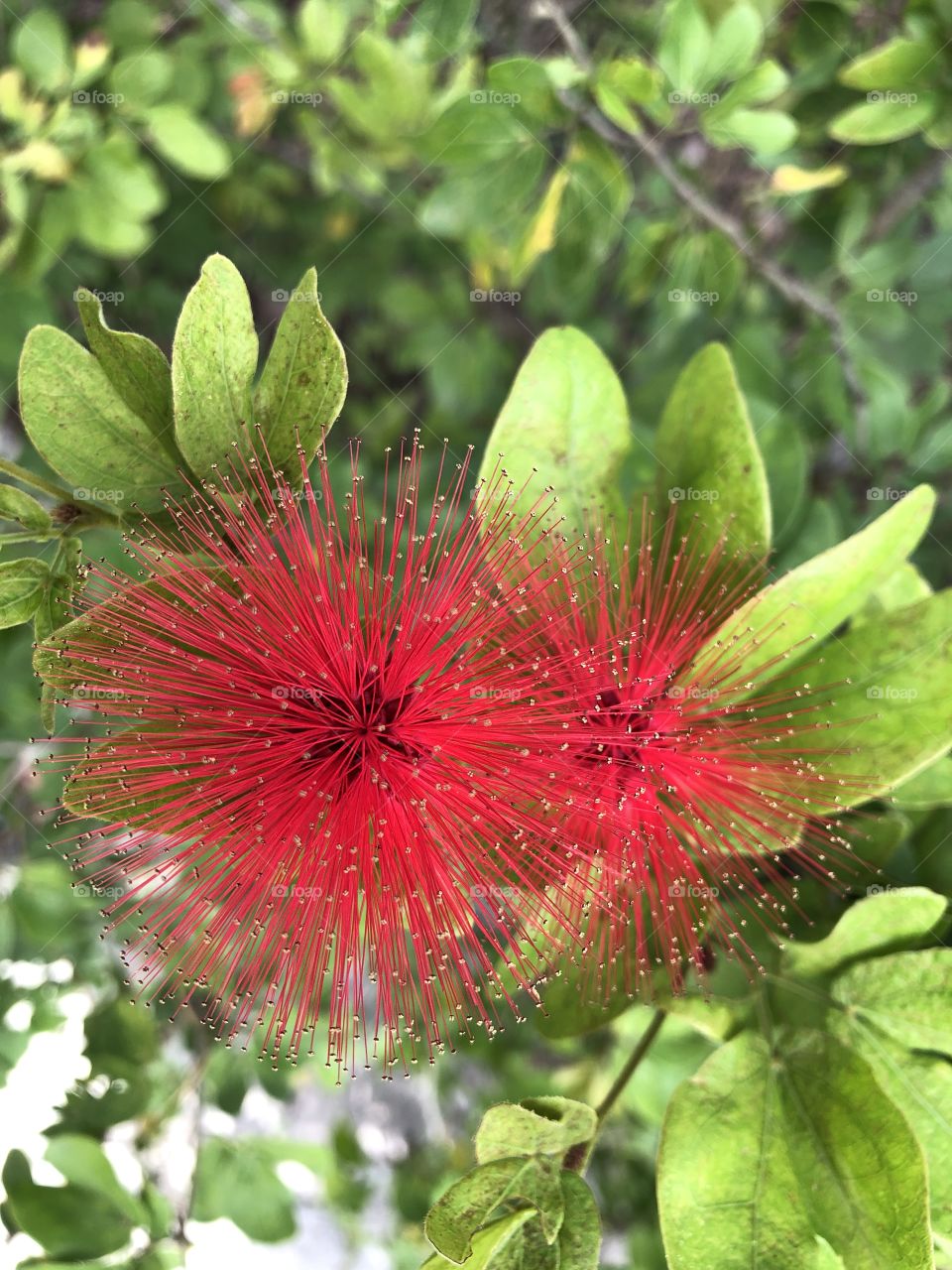A beautiful red flower with fur