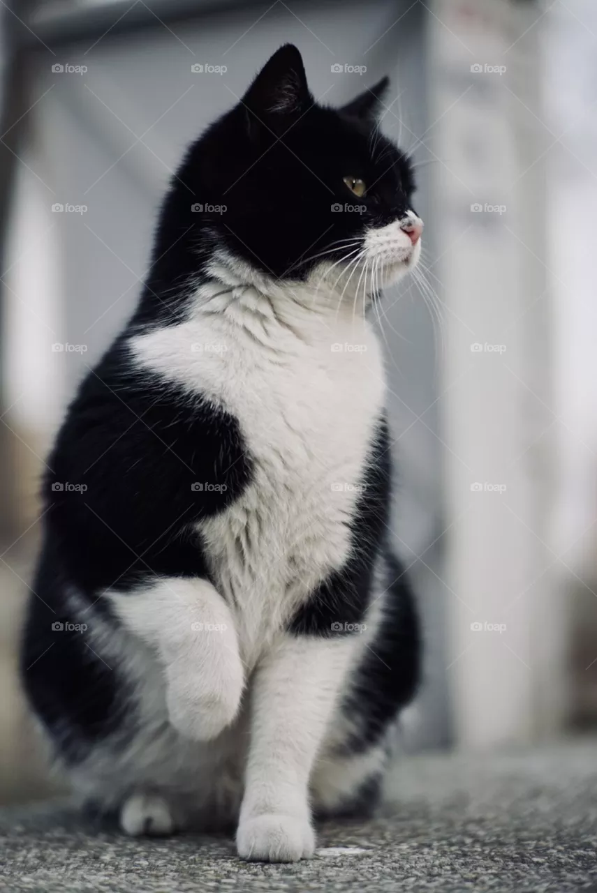 Black and white cat 🐈‍⬛🌷