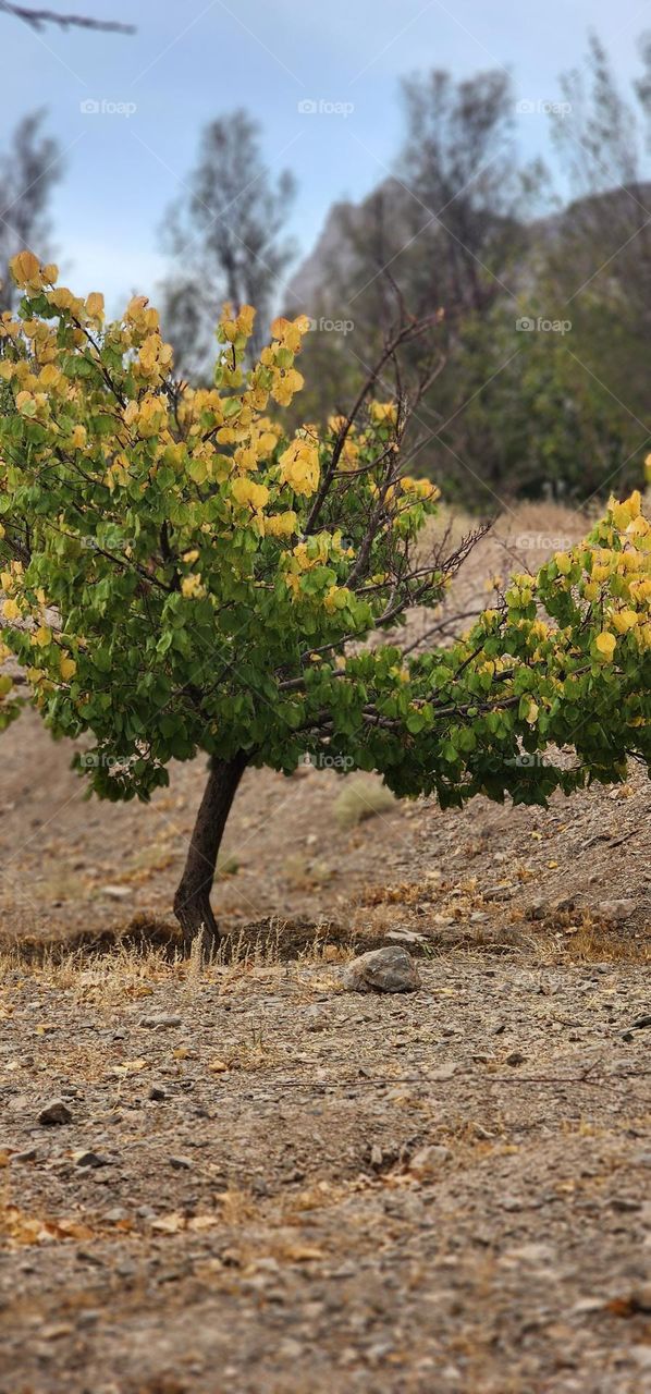 beautiful autumn
The autumn season is coming to an end. I took this photo from around my office. Autumn is the master of nature painting.