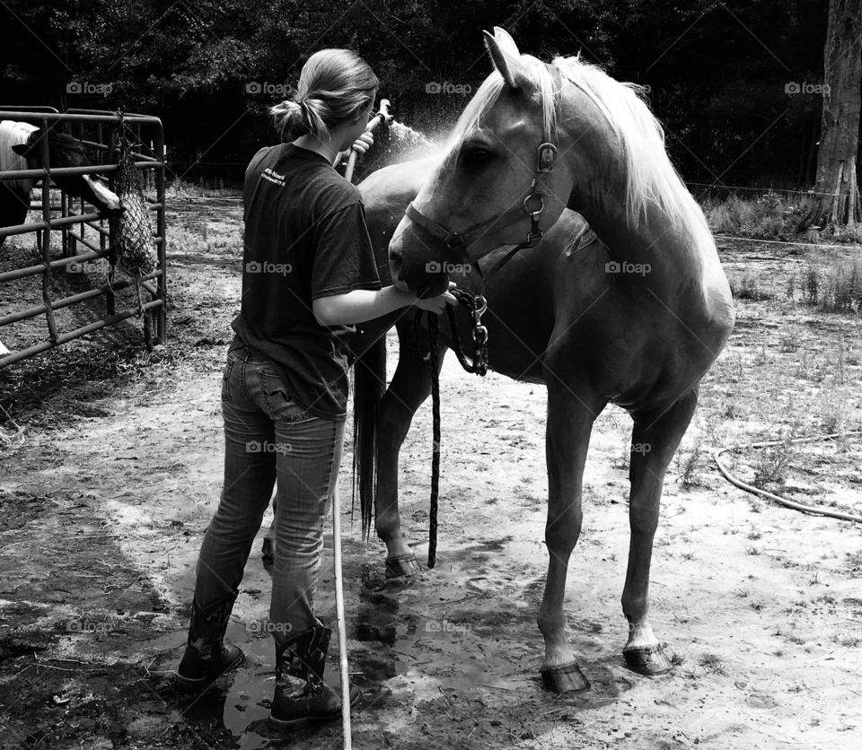 Wrangler enjoying his bath while Bella is in the background stealing his hay. 