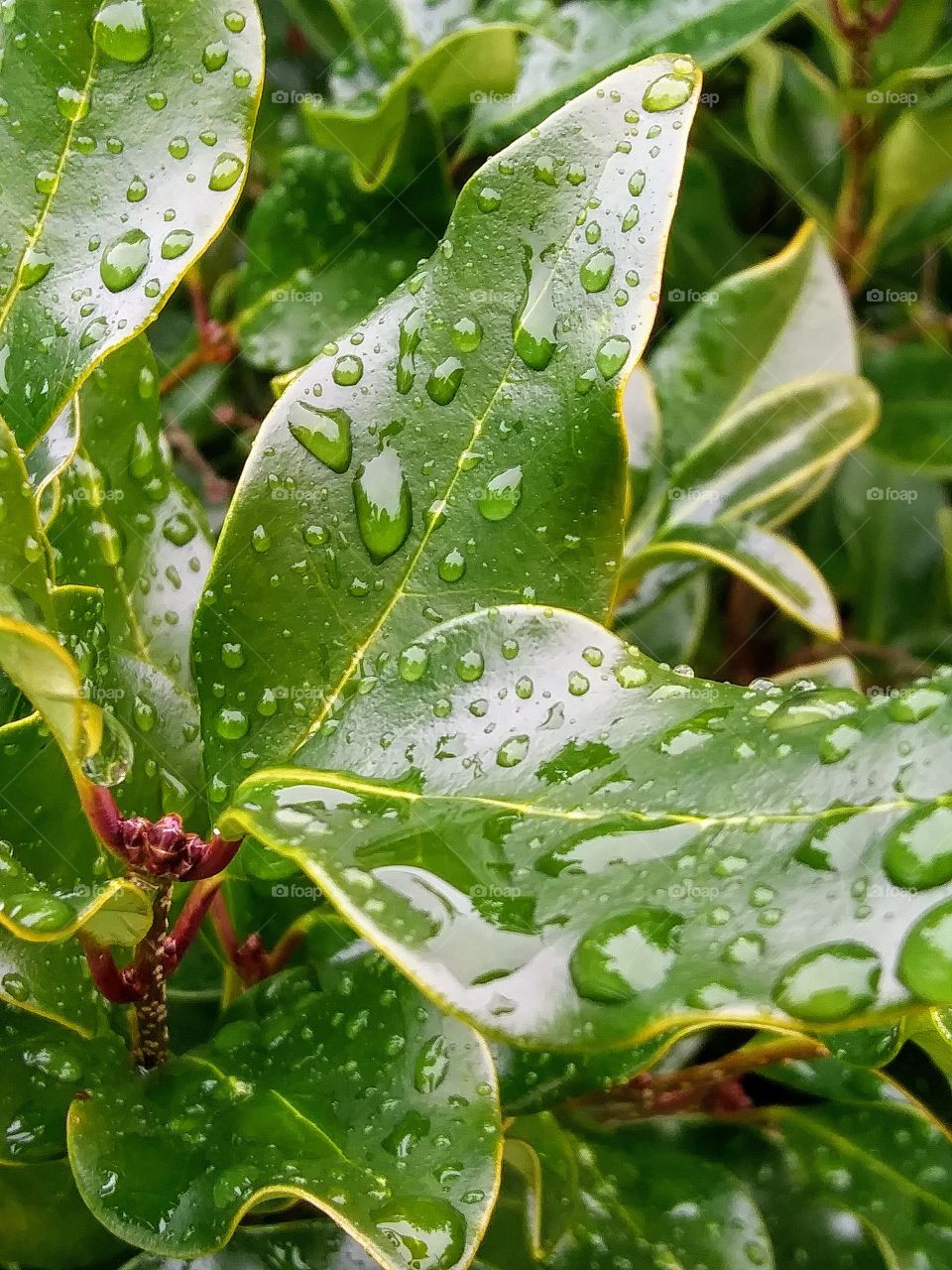 wet leaves on a shrub