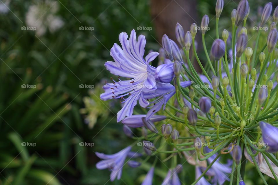 Purple agapanthus has unusual number of petals. Normally, they have 6 petals,but it has over 10 petals.