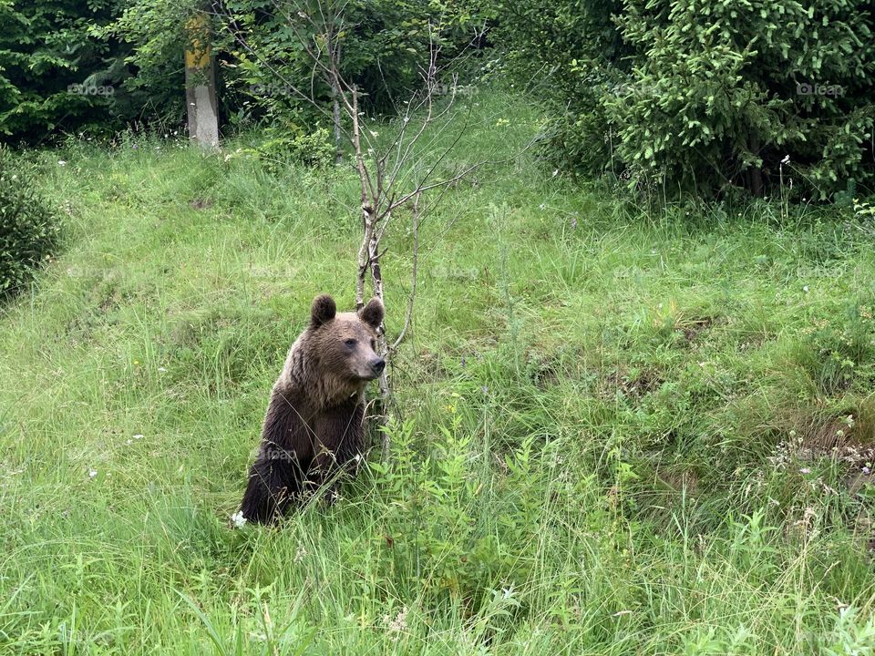 Brown bear in the wild forest of Transylvania 