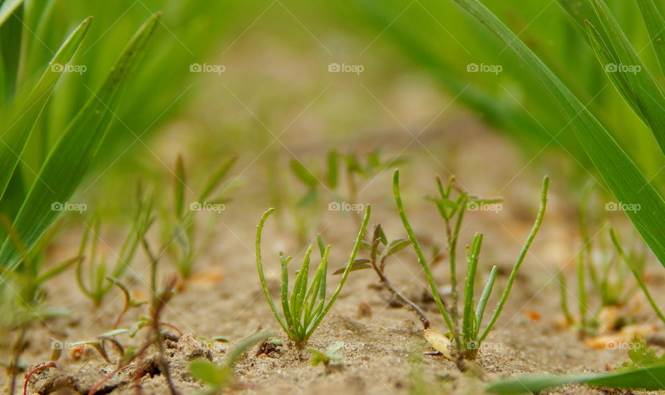 Growing very small plants