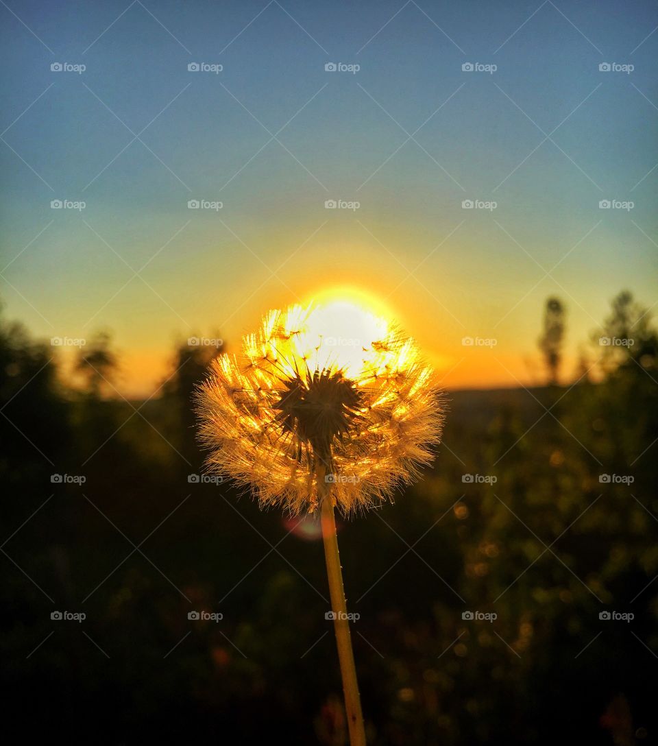 Dandelion