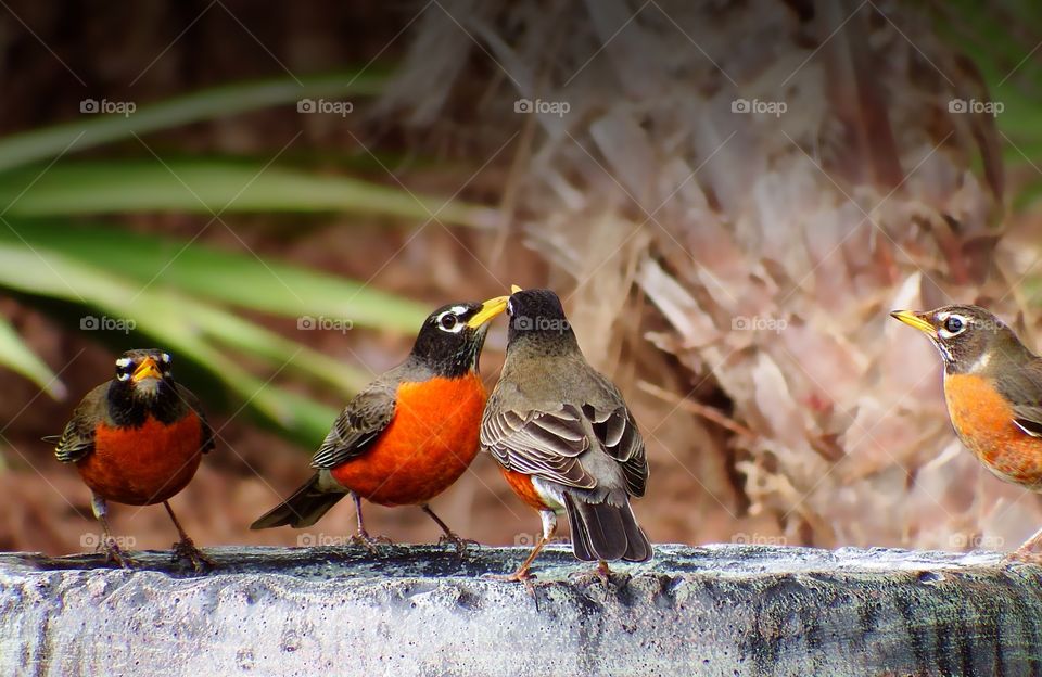 Migratory Robins stop to rest and rehydrate at a birdbath.