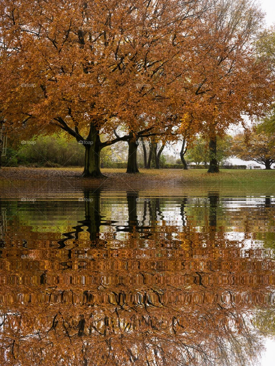 Puddle like Reflection of the trees in the park