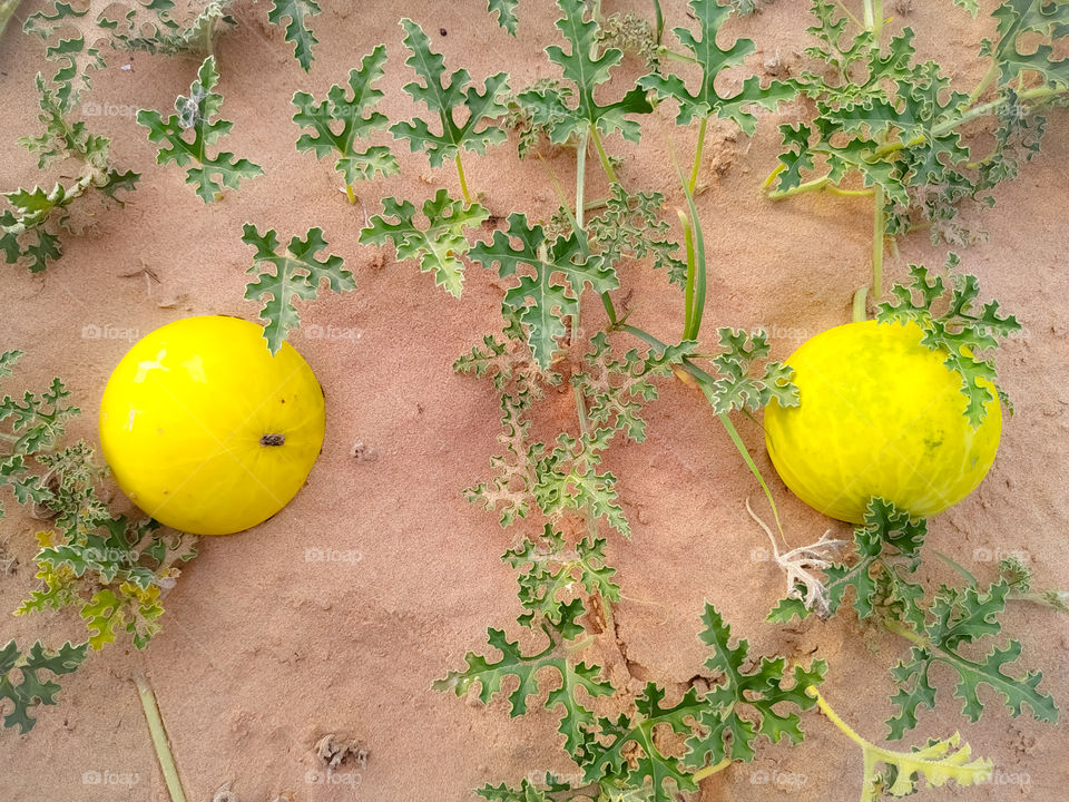 Two colocynths on sand dune