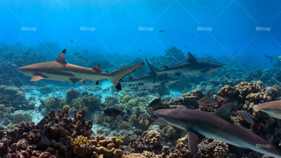 Snorkeling nella barriera corallina